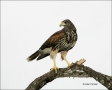 Hawk;Harriss-Hawk;Juvenile;Southwest-USA;Texas;Parabuteo-unicinctus;one-animal;c